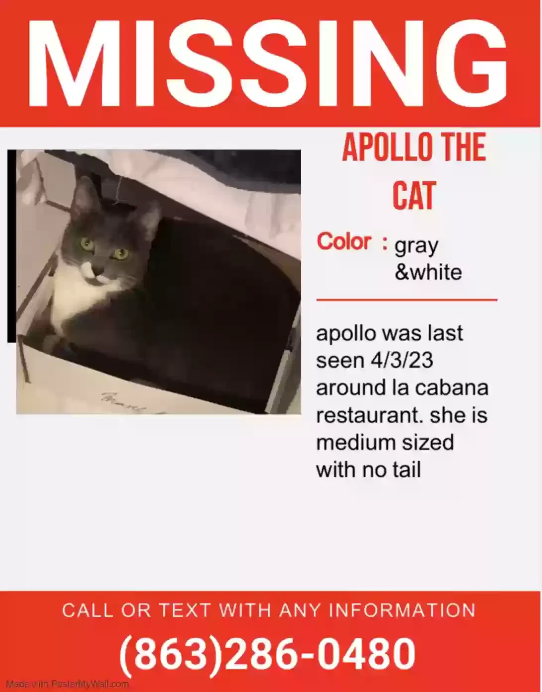 Lost cat in Okeechobee, FL, 34974