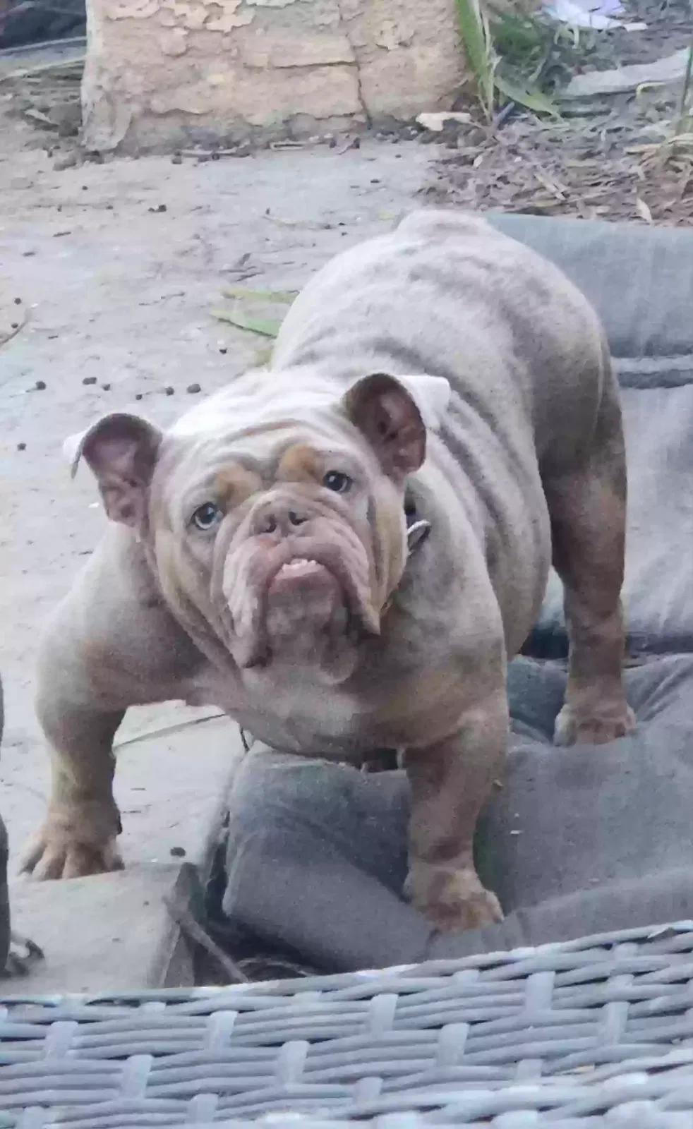 Lost dog in Palm Springs, CA, 92262