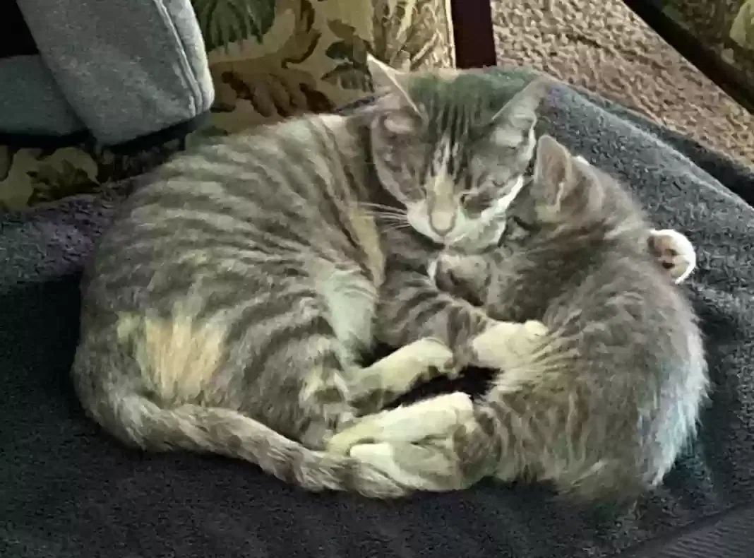 Lost cat in Anderson, SC, 29625