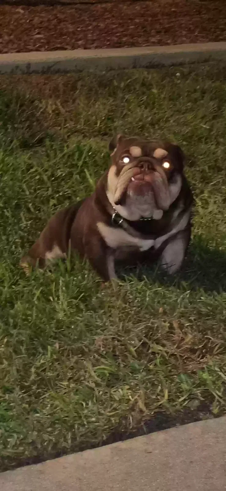 Lost dog in Palm Springs, CA, 92262