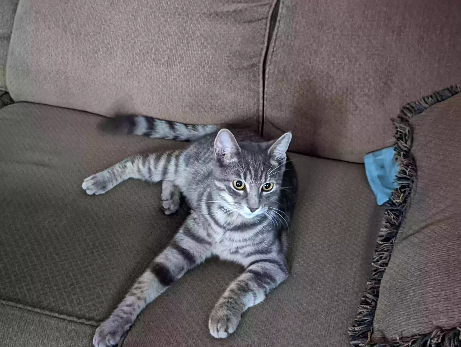 Lost cat in San Antonio, TX, 78217