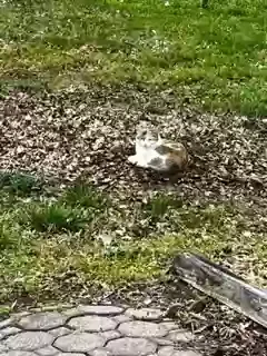 Lost cat in Greensboro, NC, 27405