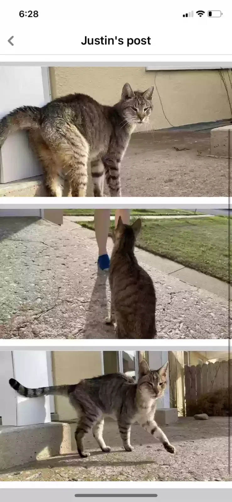 Found cat in Fort Sill, OK, 73503