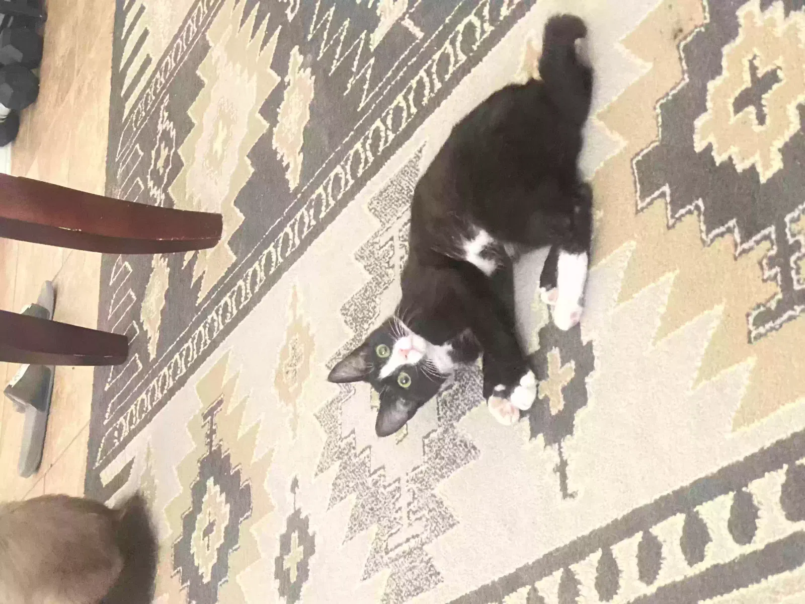 Lost cat in Las Cruces, NM, 88011