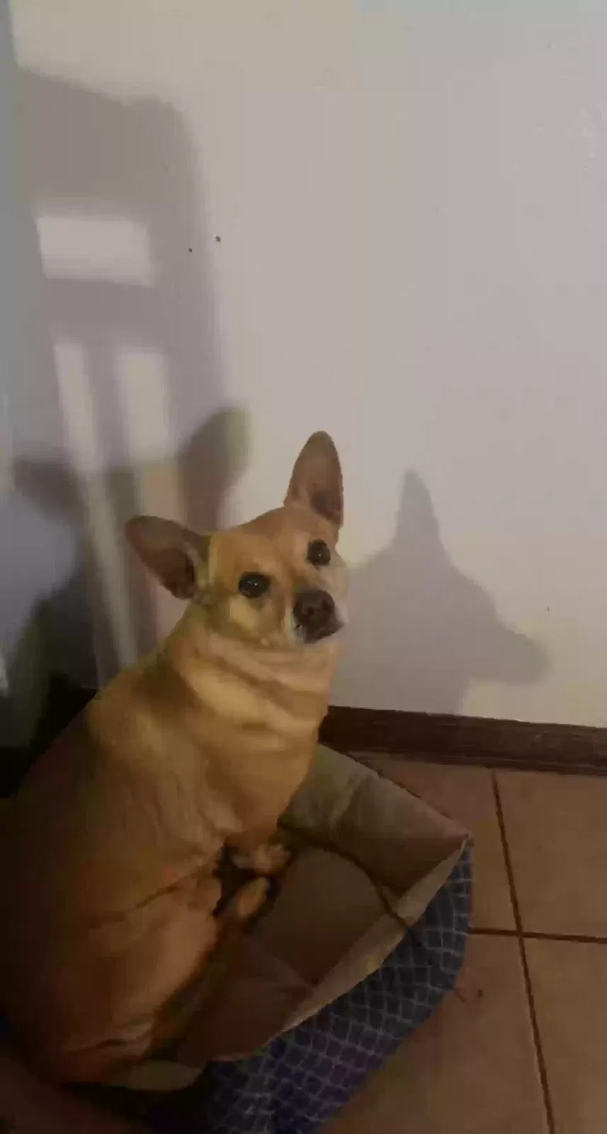 Lost dog in Mansfield, TX, 76063