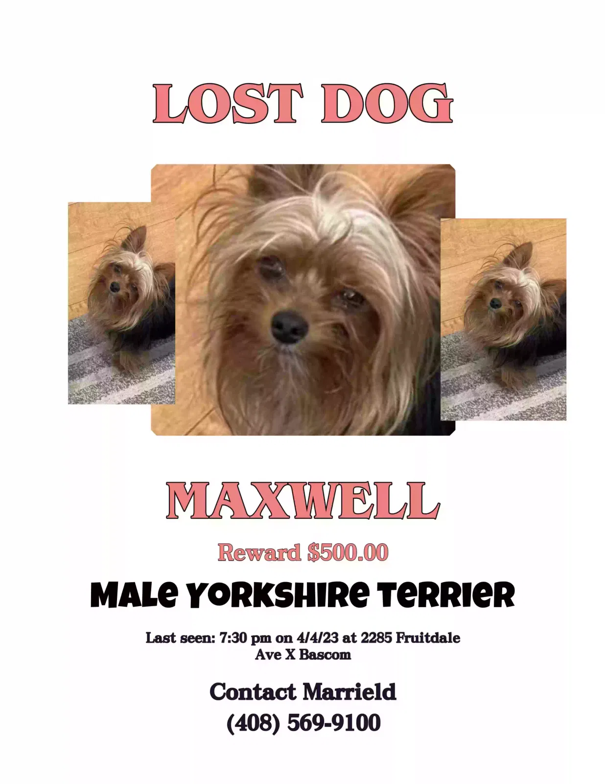 Lost dog in Santa Cruz, CA, 95064