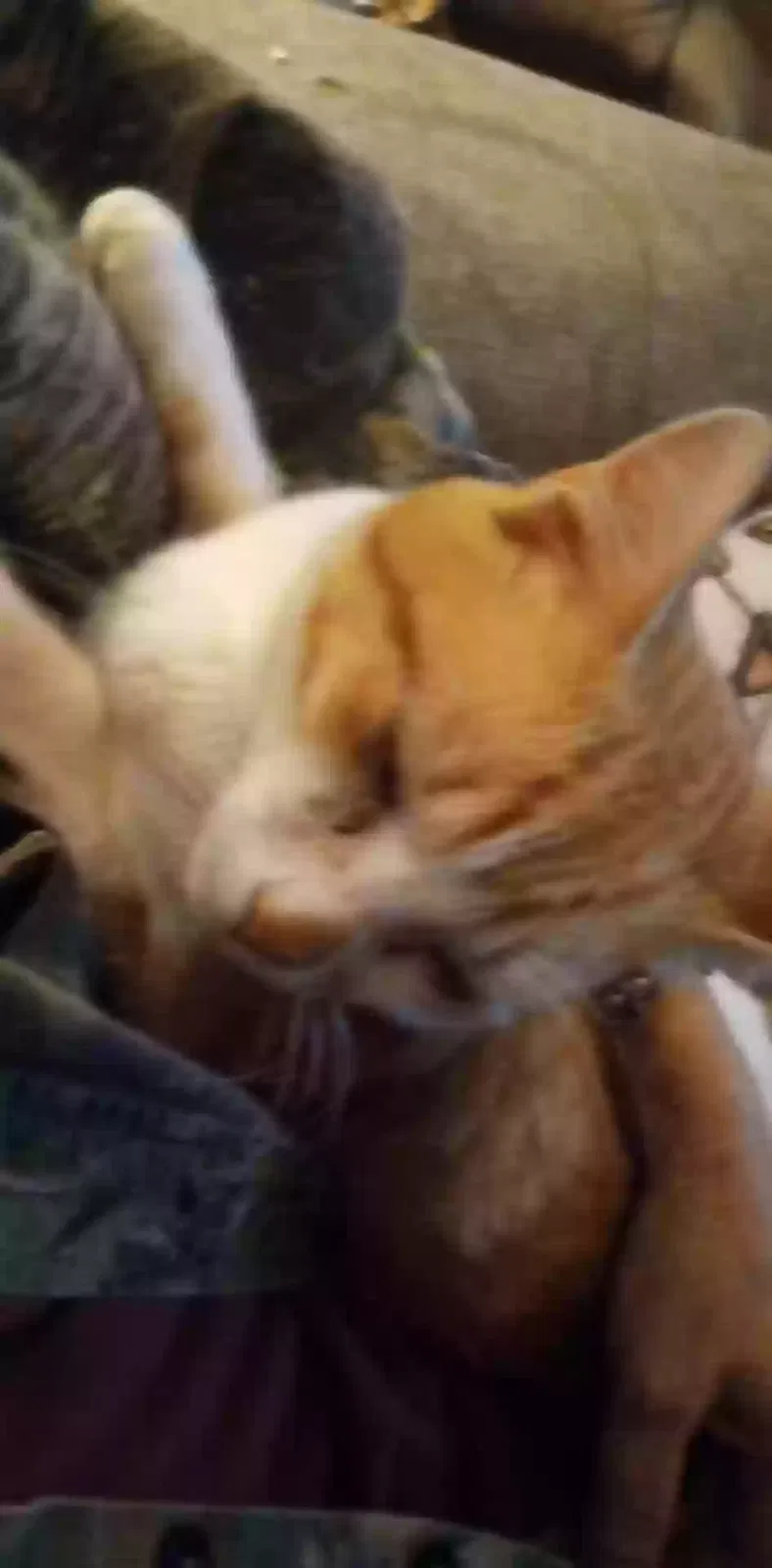Lost cat in Blacksburg, SC, 29702