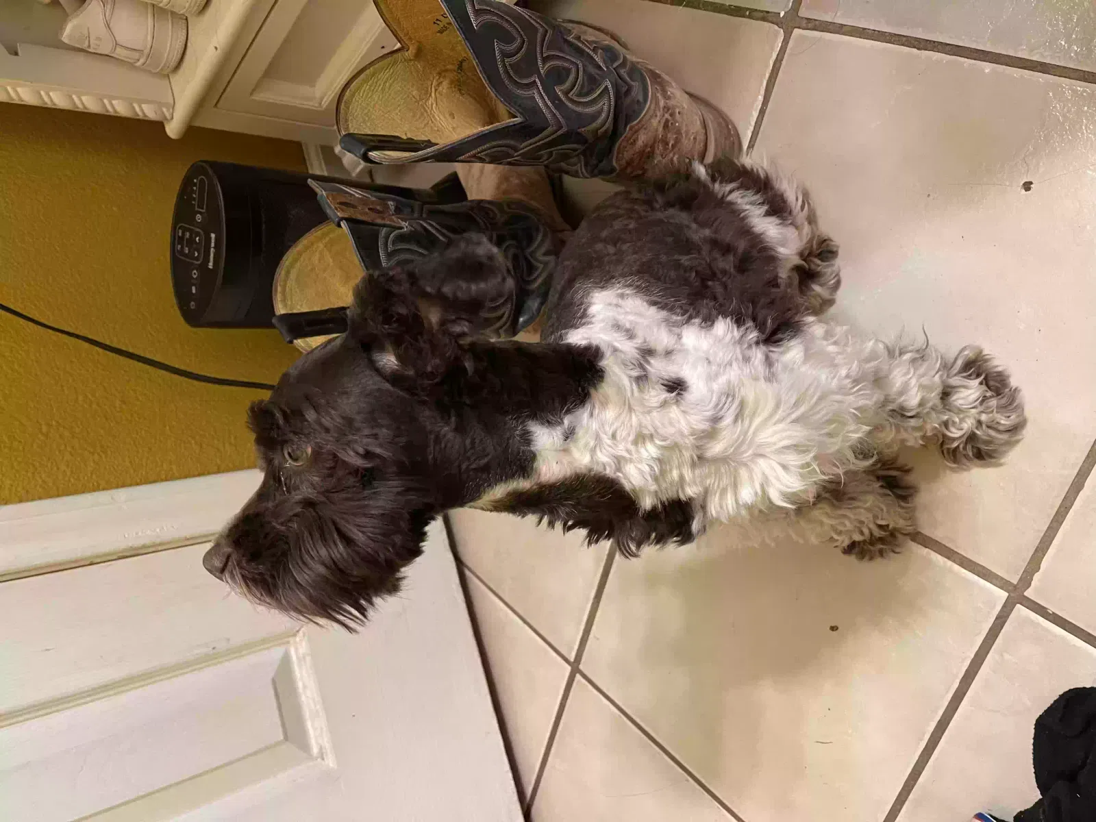 Found dog in Temple, TX, 76501
