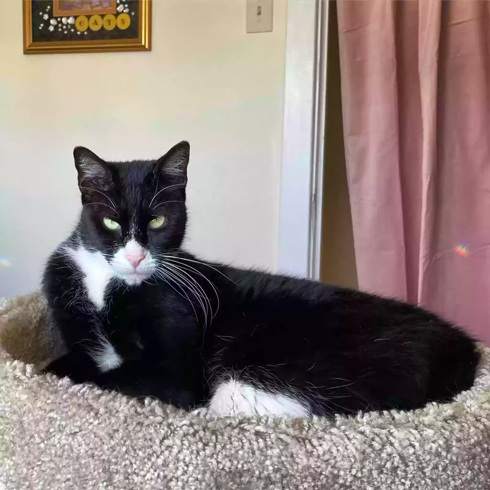 Lost cat in Pittsburgh, PA, 15224