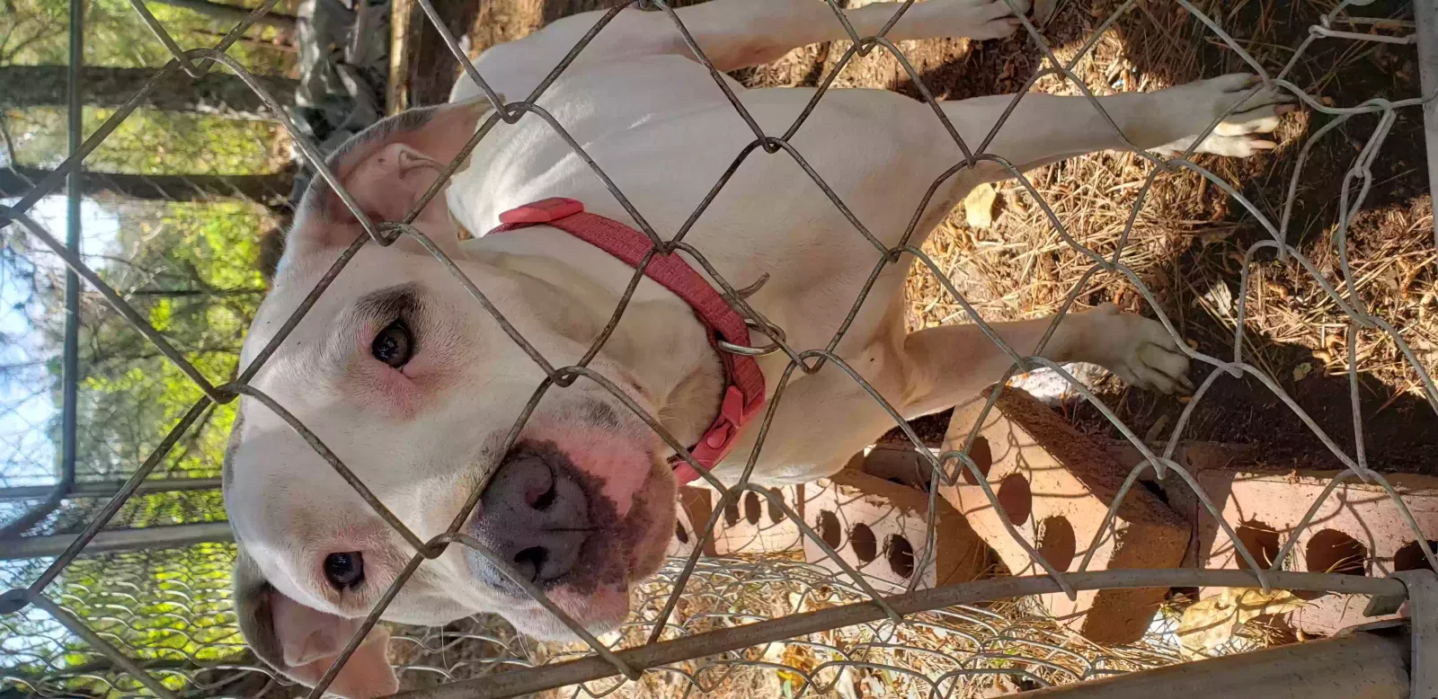 Found dog in Loganville, GA, 30052