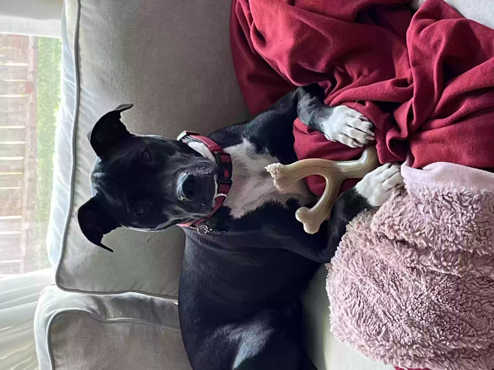 Lost dog in Lewisville, TX, 75057