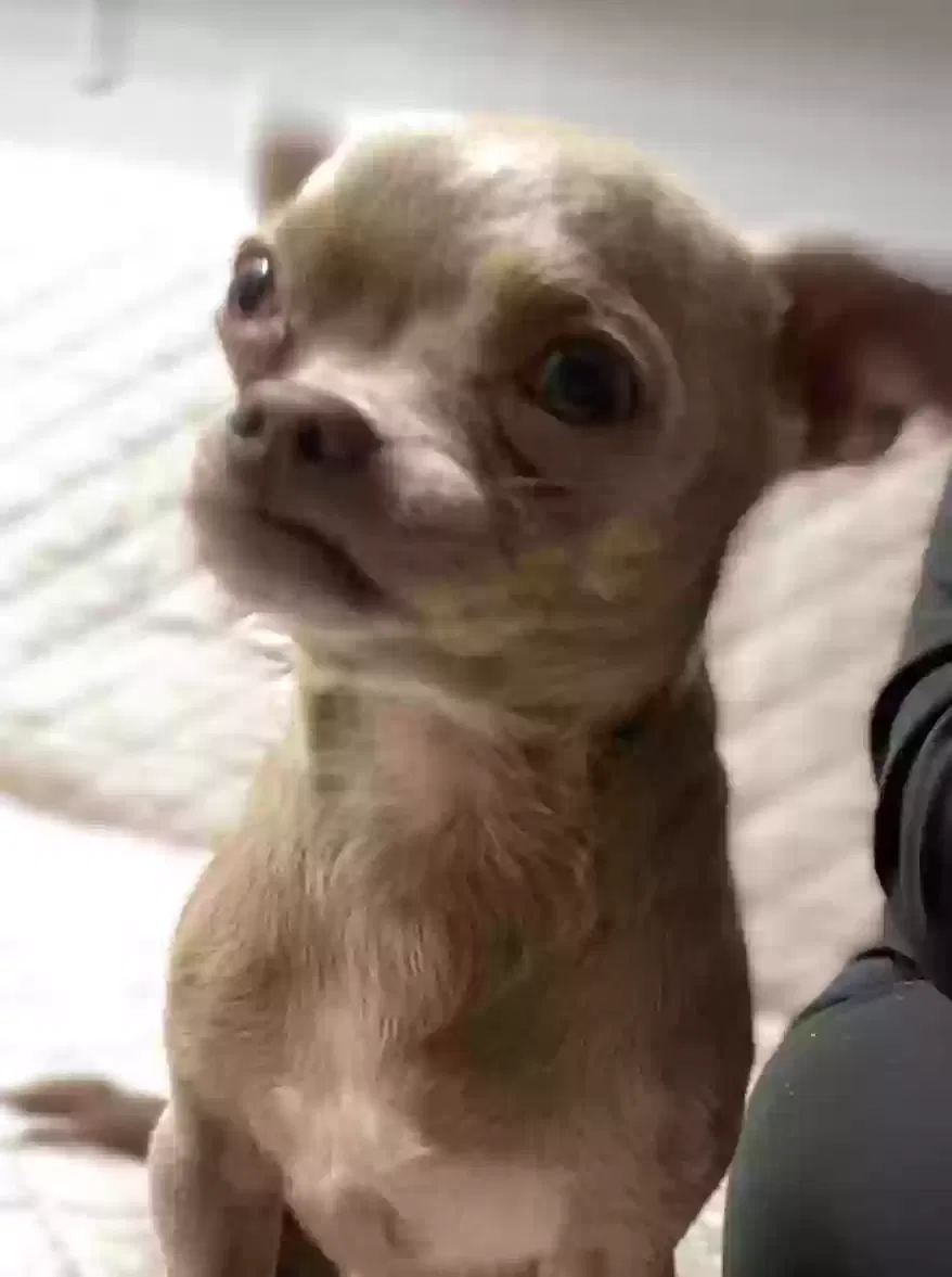 Lost dog in Modesto, CA, 95351