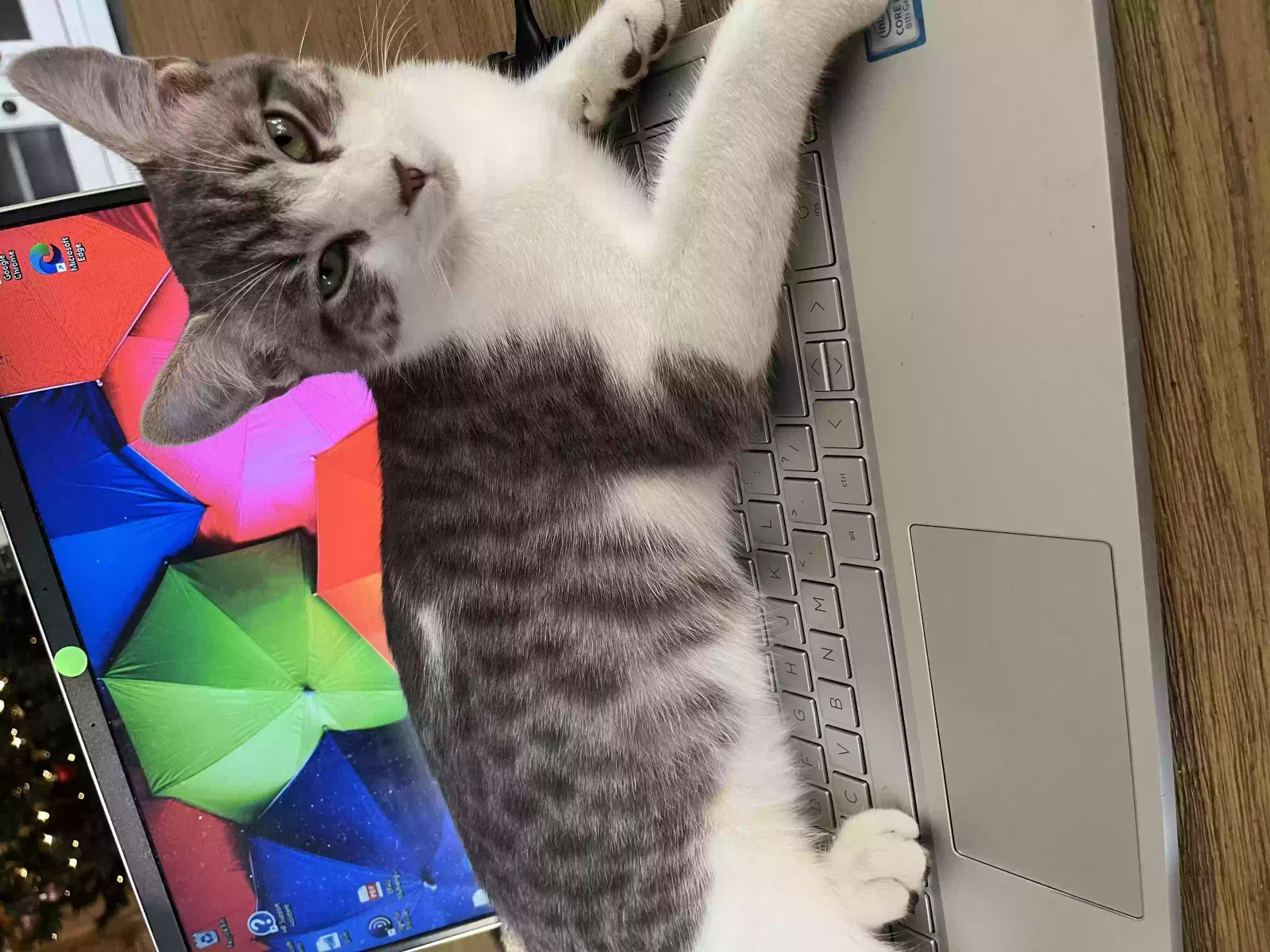Lost cat in Port Saint Lucie, FL, 34952