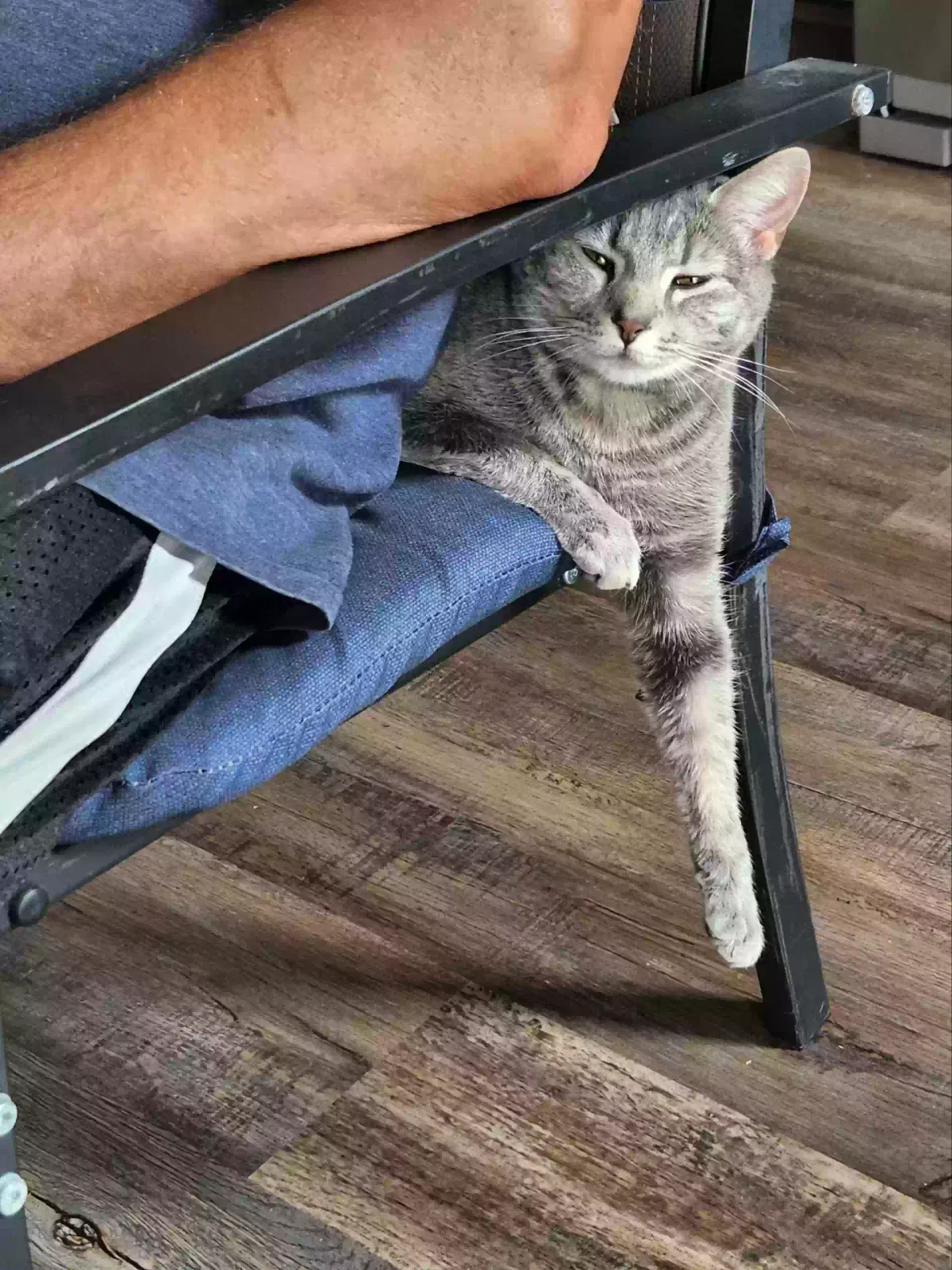 Lost cat in Ashland City, TN, 37015
