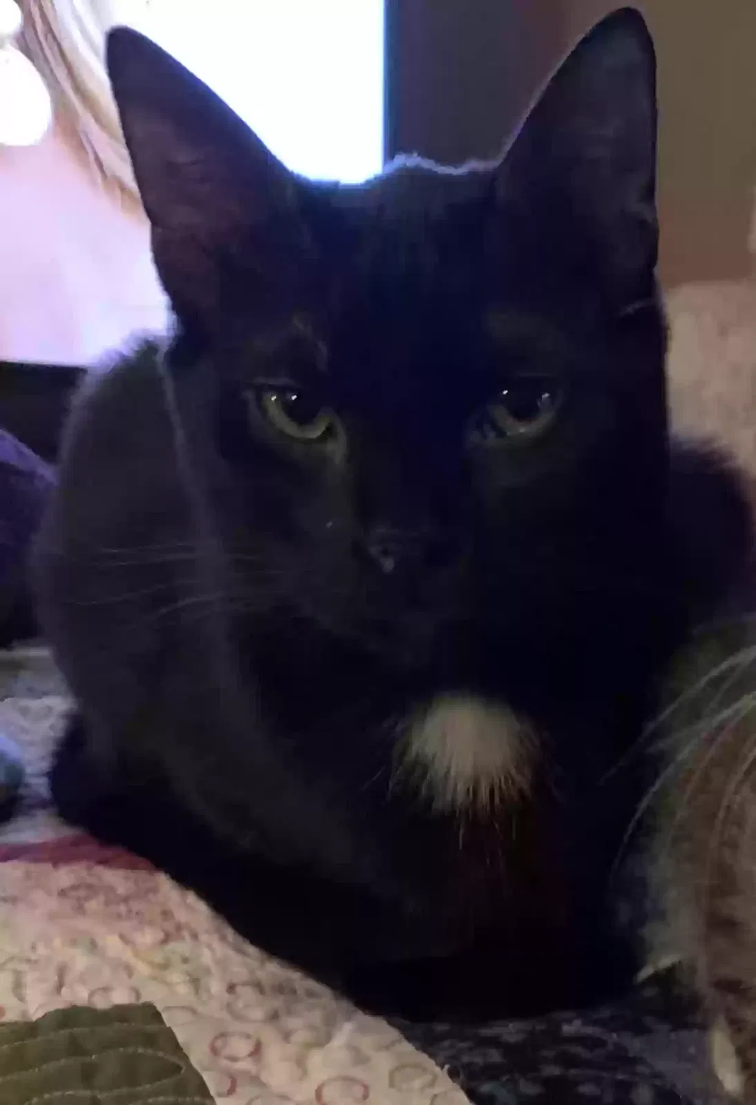 Lost cat in Humble, TX, 77346