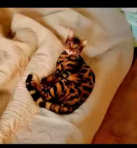 Lost cat in Lafayette, LA, 70508