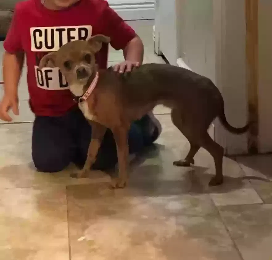 Lost dog in Mesquite, TX, 75149