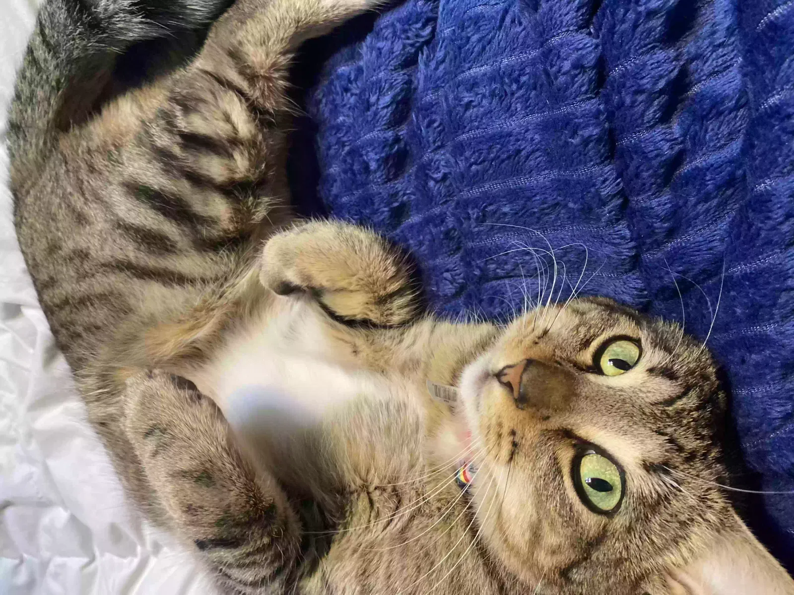 Lost cat in Albuquerque, NM, 87114