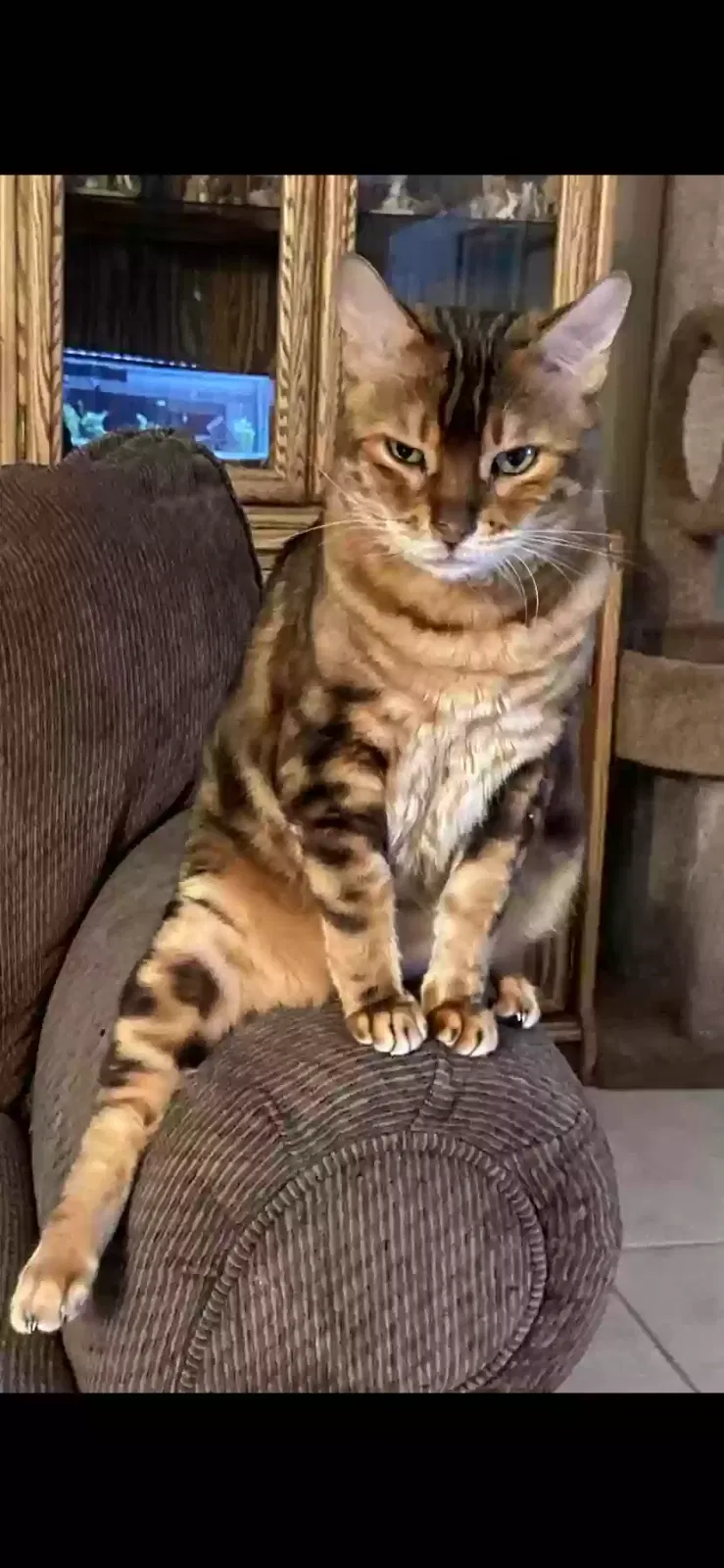 Lost cat in Las Vegas, NV, 89183