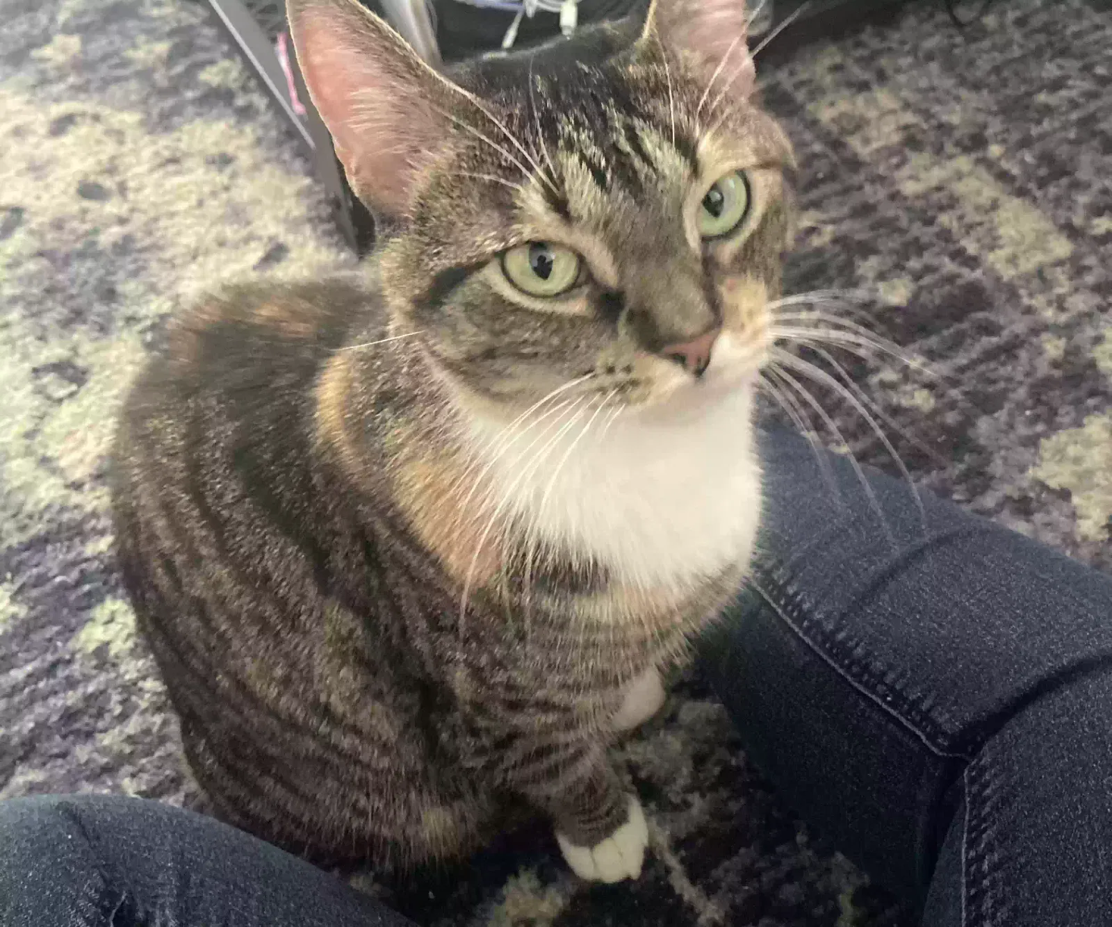 Found cat in Lawrenceville, GA, 30043