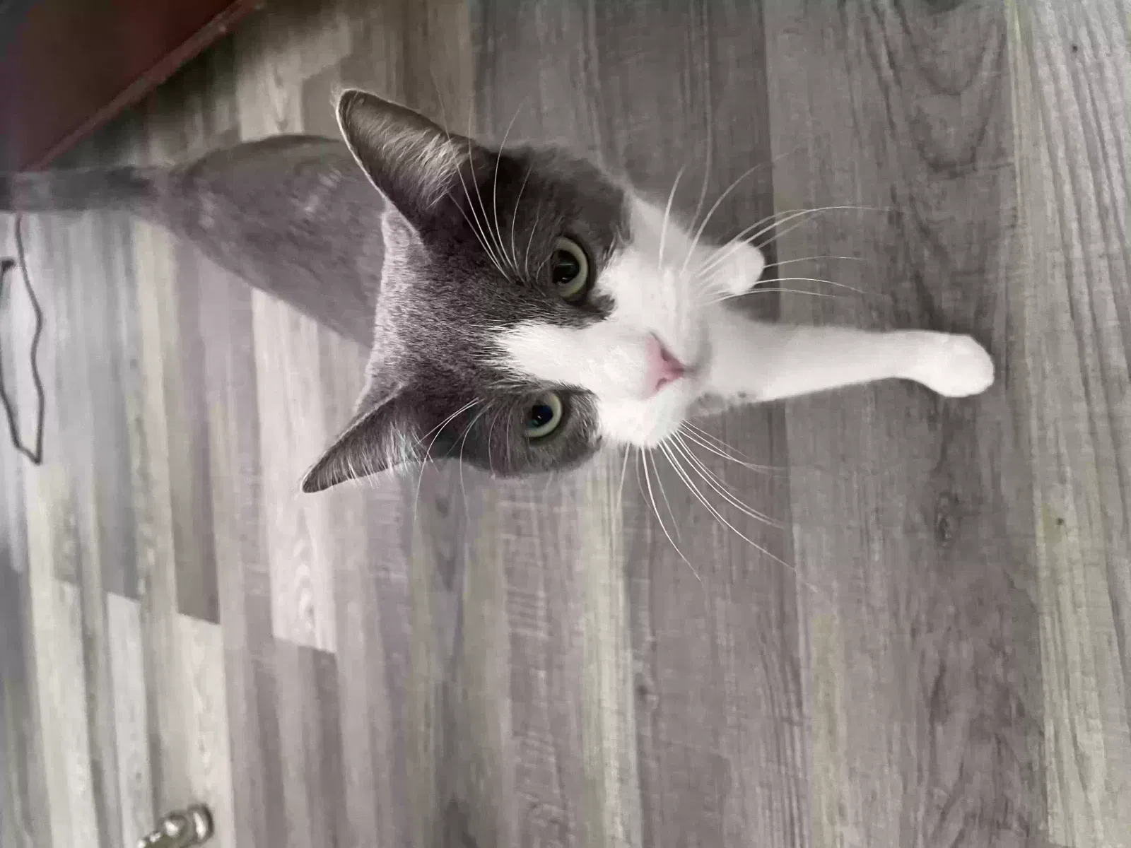 Lost cat in El Paso, TX, 79902