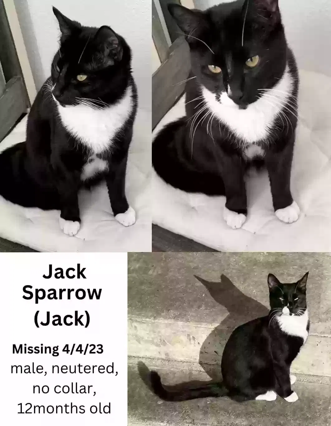Lost cat in Lynnwood, WA, 98036