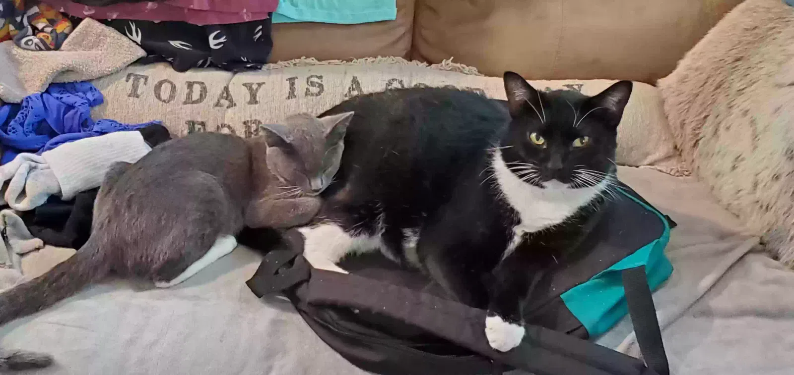 Lost cat in Pensacola, FL, 32507