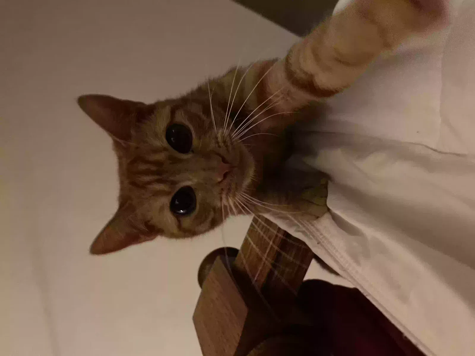 Lost cat in Spring, TX, 77382