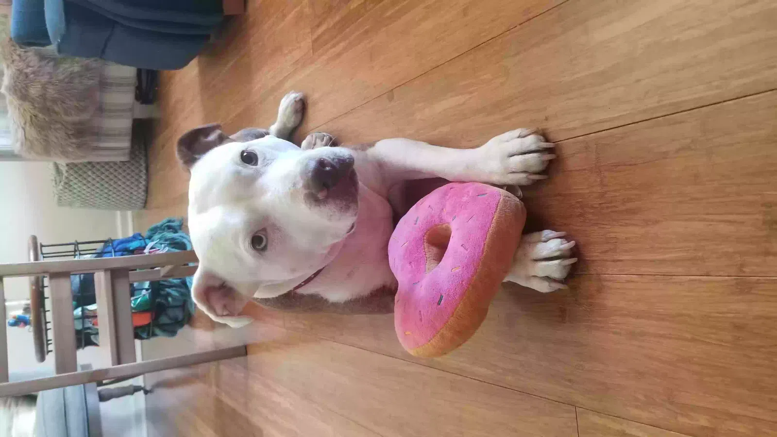 Lost dog in Chesapeake, VA, 23323