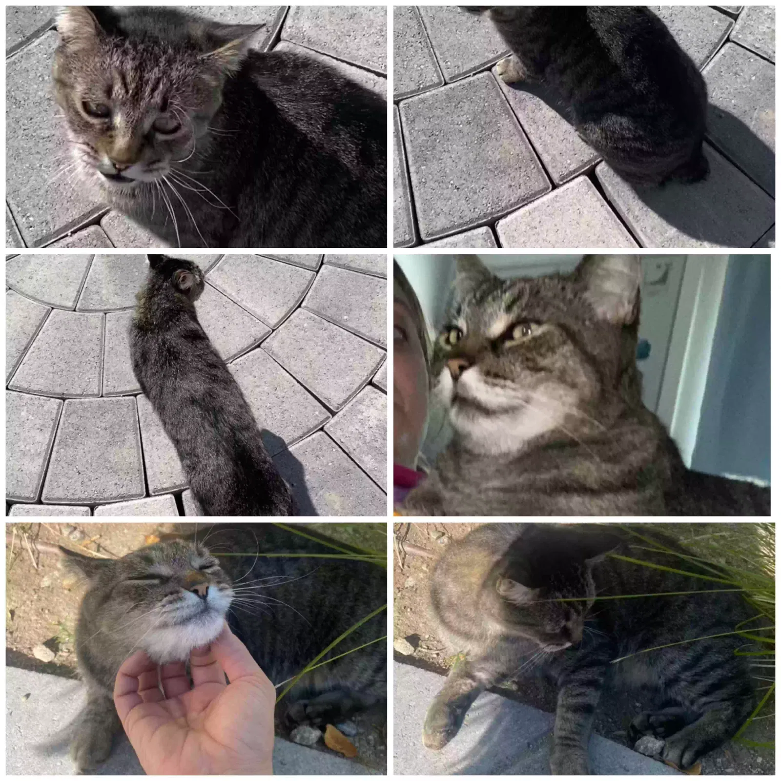 Lost cat in North Hollywood, CA, 91605