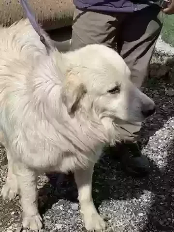 Lost dog in Tracy, CA, 95304