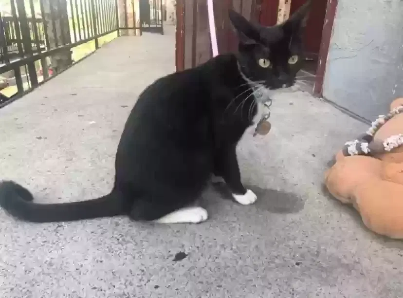 Lost cat in San Diego, CA, 92114