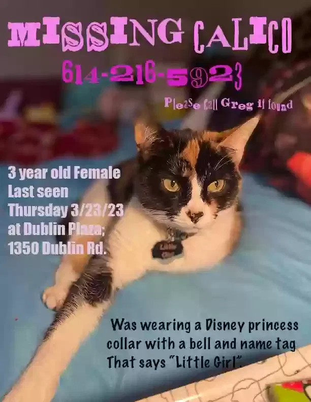 Lost cat in Columbus, OH, 43215