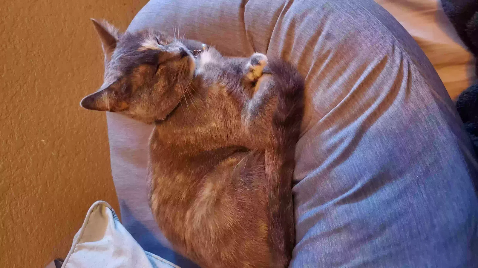 Lost cat in Hemet, CA, 92544