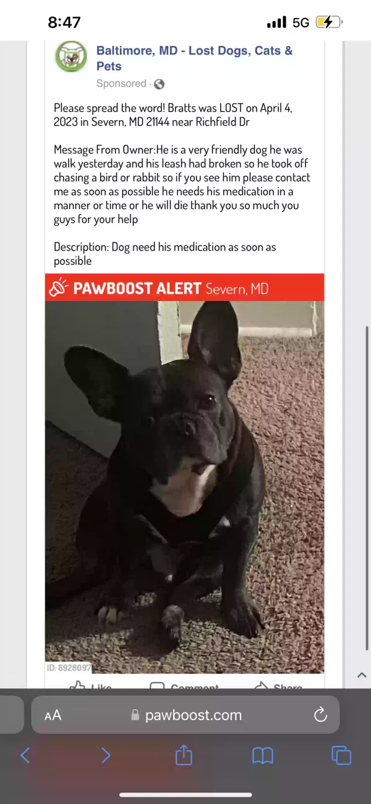 Lost dog in Severn, MD, 21144