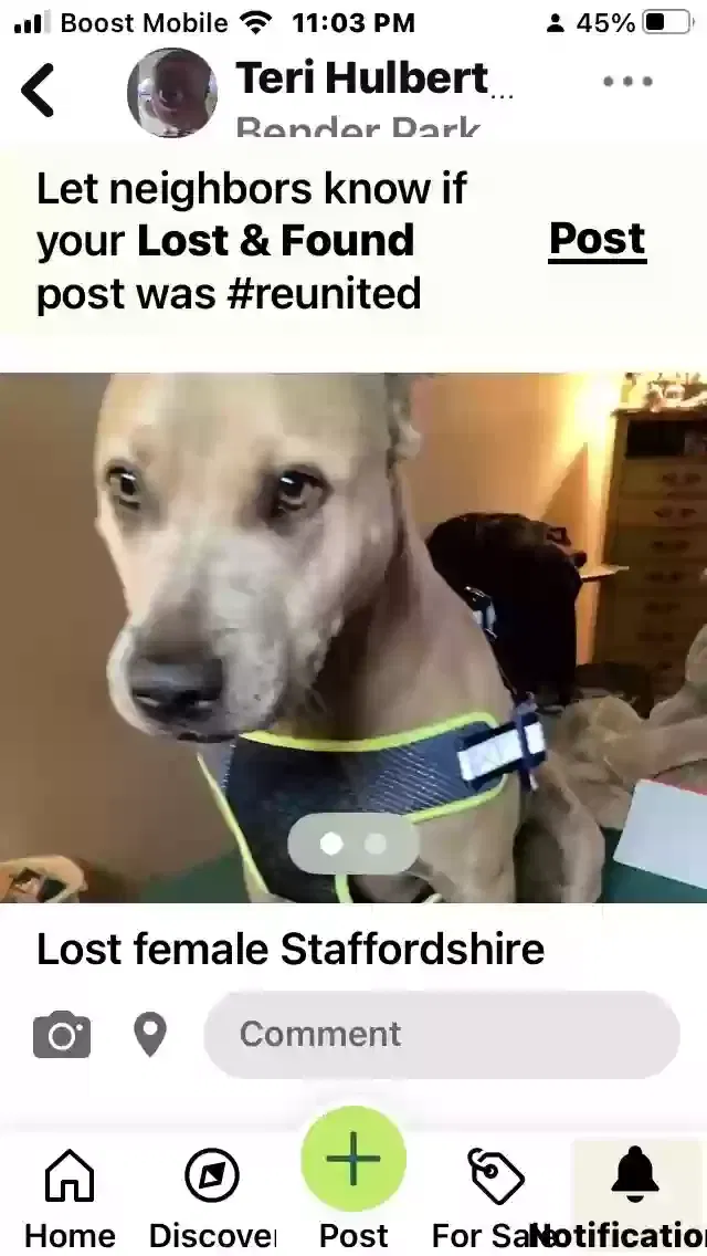 Lost dog in Milwaukee, WI, 53225