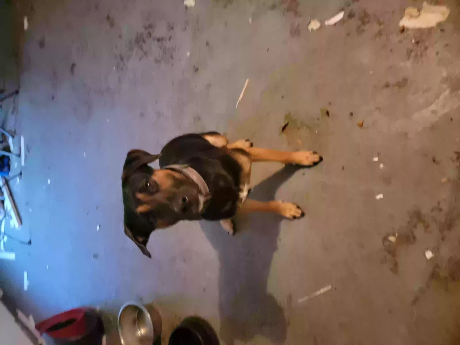 Lost dog in Houston, TX, 77071
