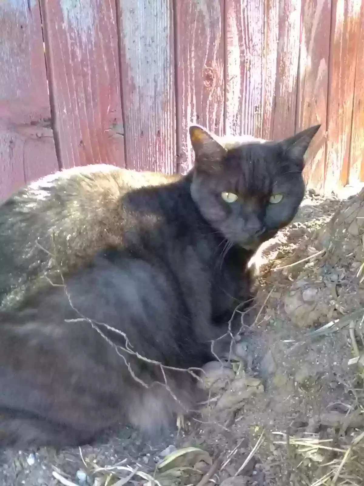Lost cat in Tucson, AZ, 85711