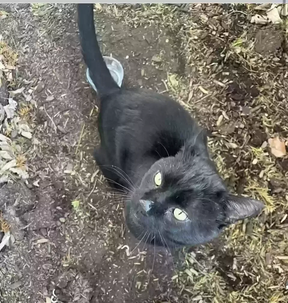Found cat in Joliet, IL, 60431