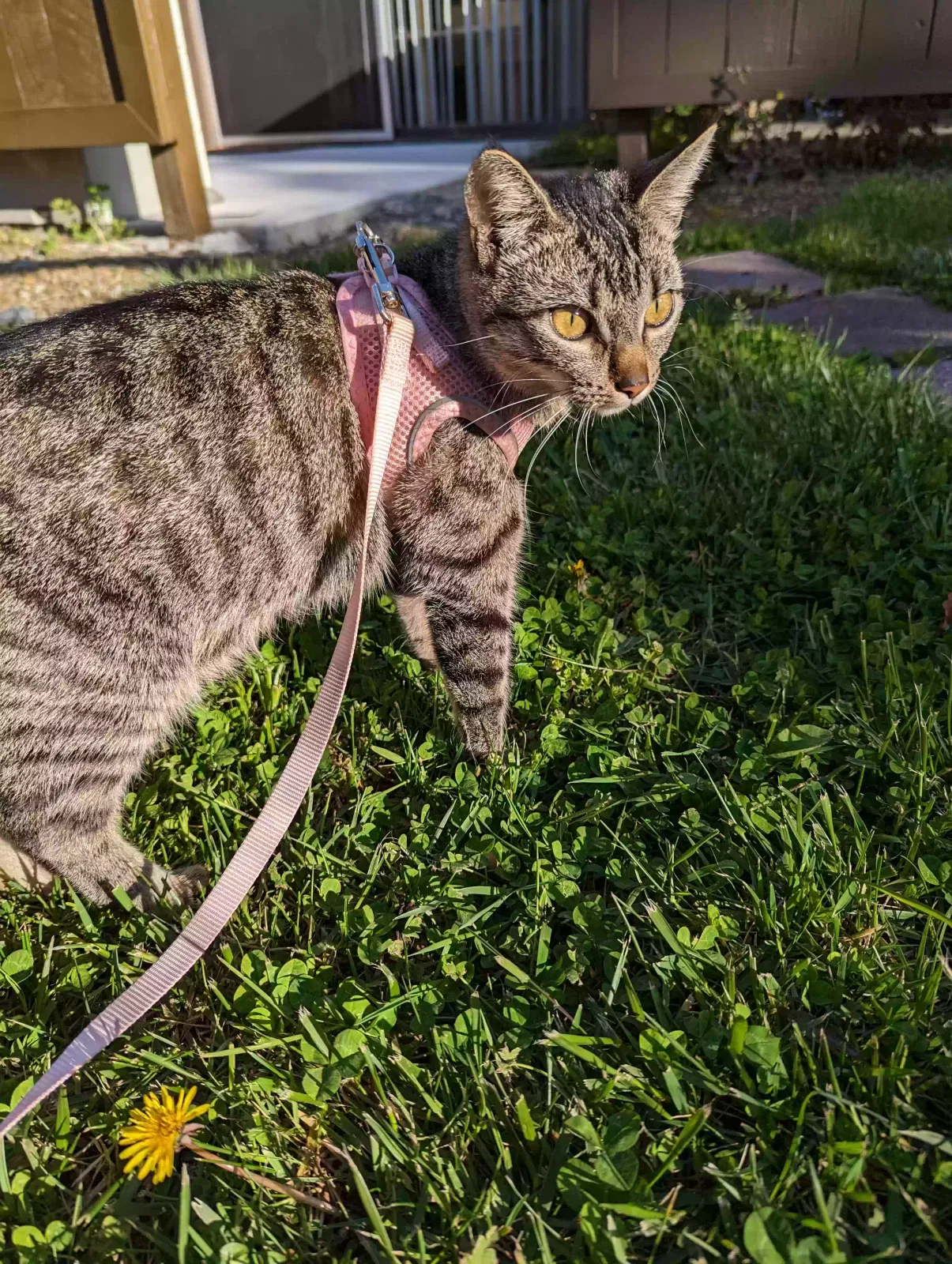 Lost cat in Brentwood, CA, 94513