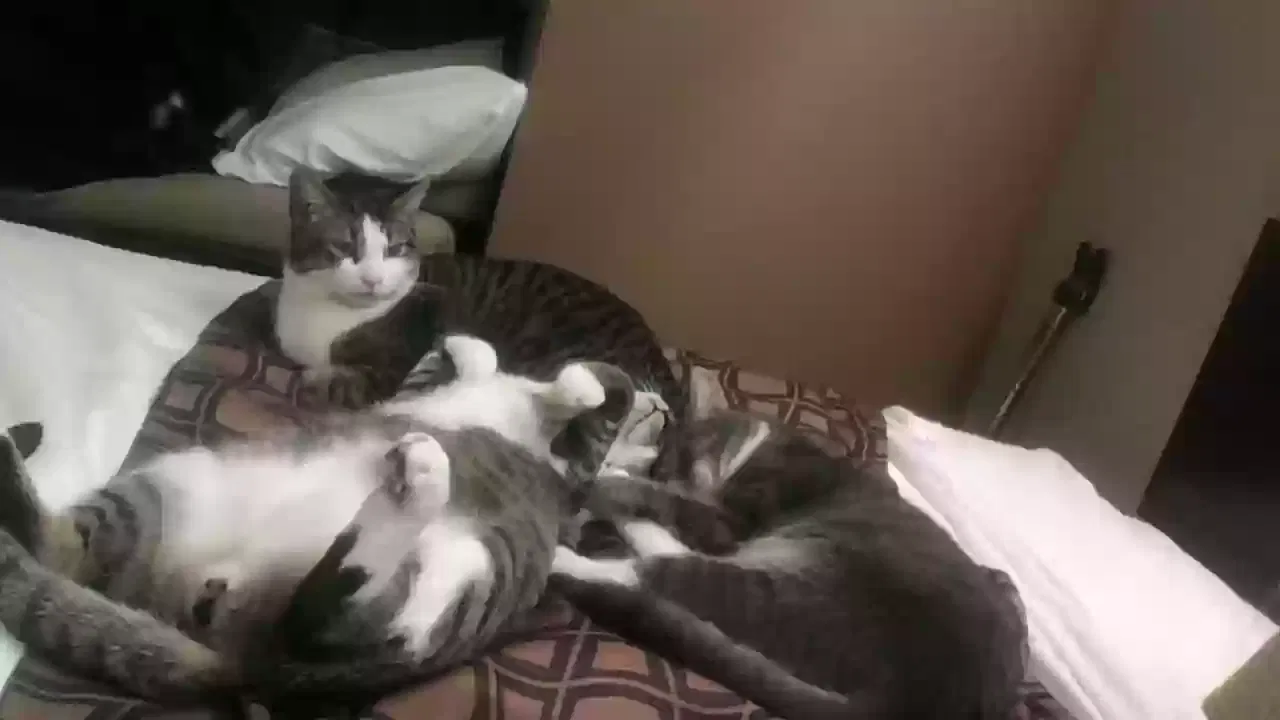 Lost cat in Shelbyville, TN, 37160