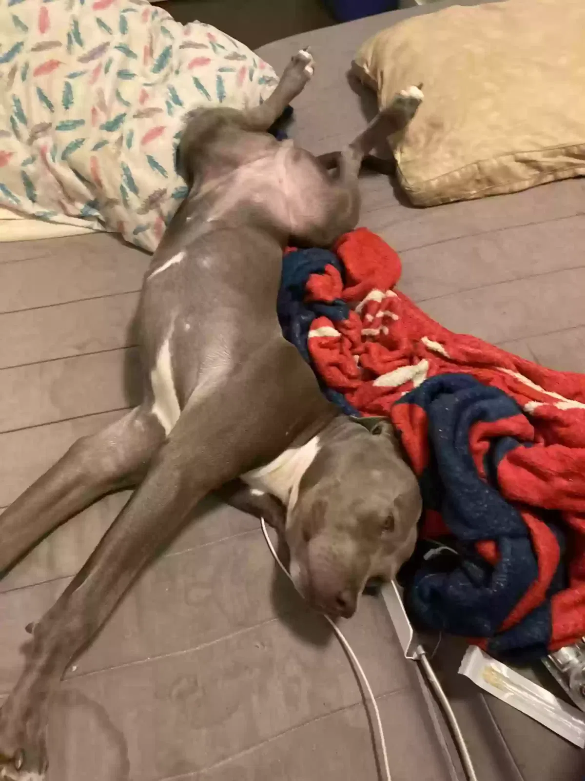 Lost dog in Unknown, CA, 0