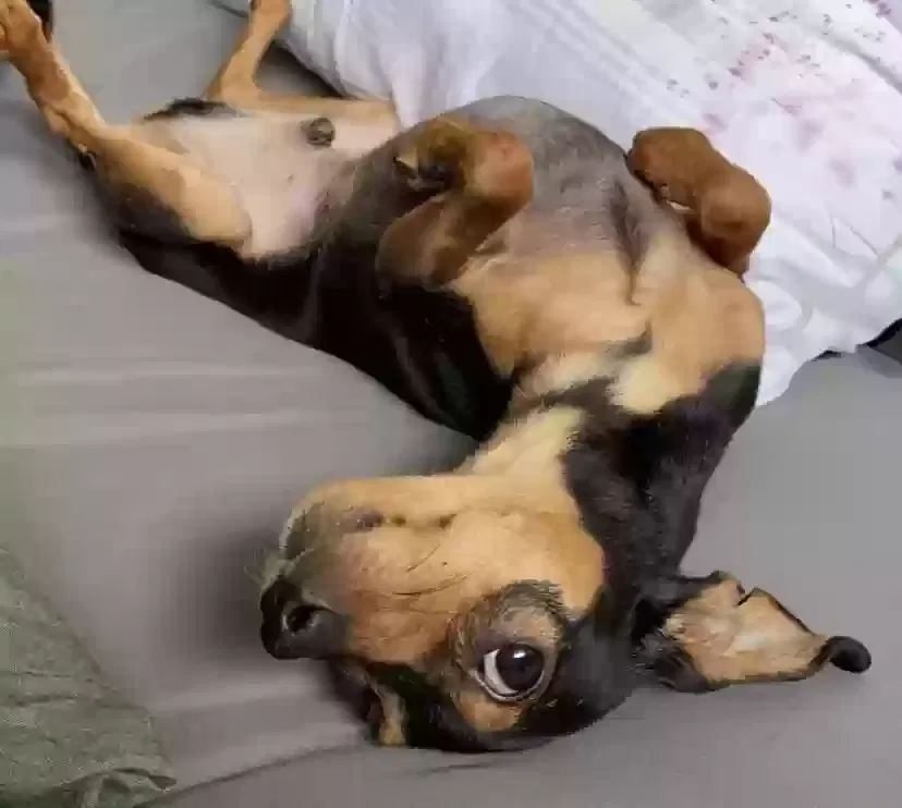 Lost dog in Everett, WA, 98204