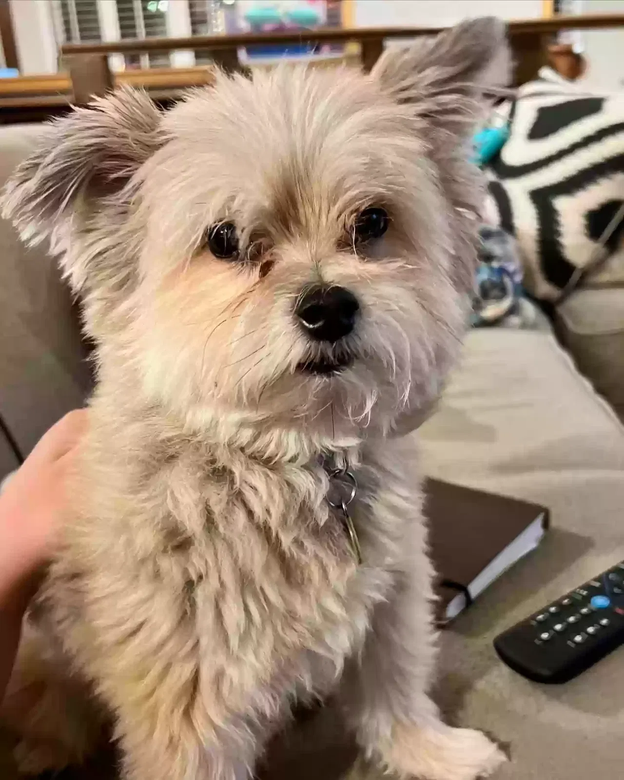 Lost dog in Northridge, CA, 91325