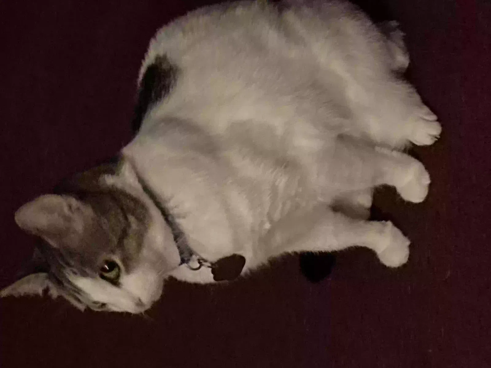 Lost cat in Denham Springs, LA, 70726