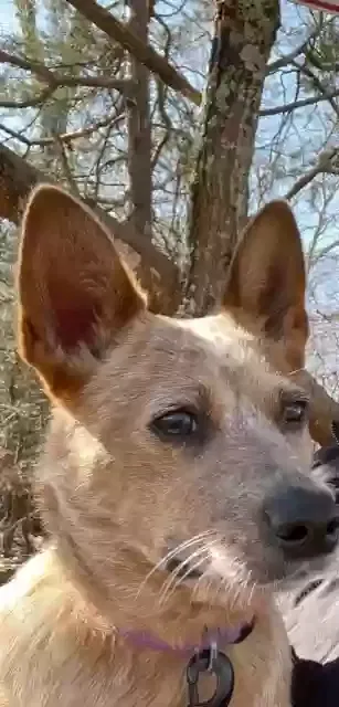 Lost dog in Greensboro, NC, 27403