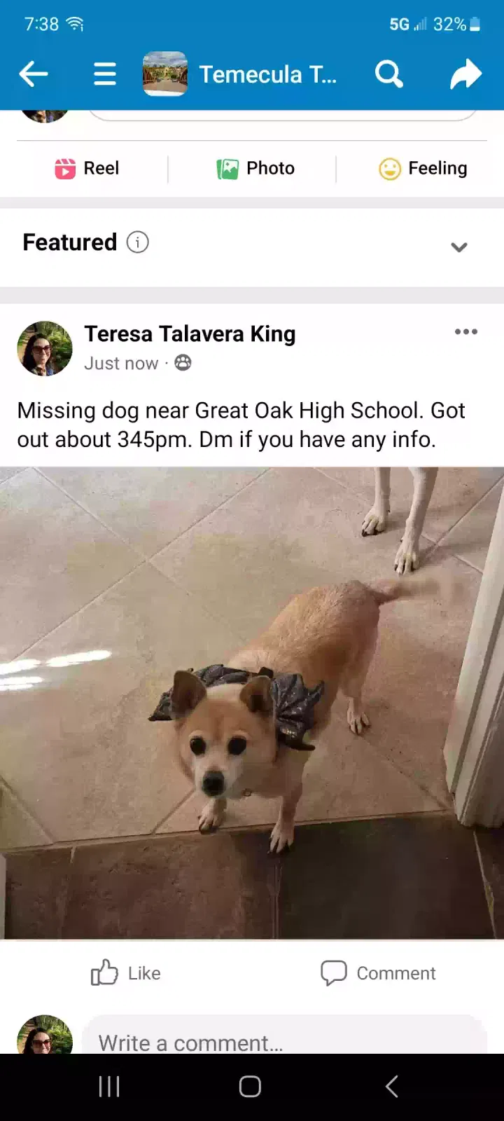 Lost dog in Temecula, CA, 92592