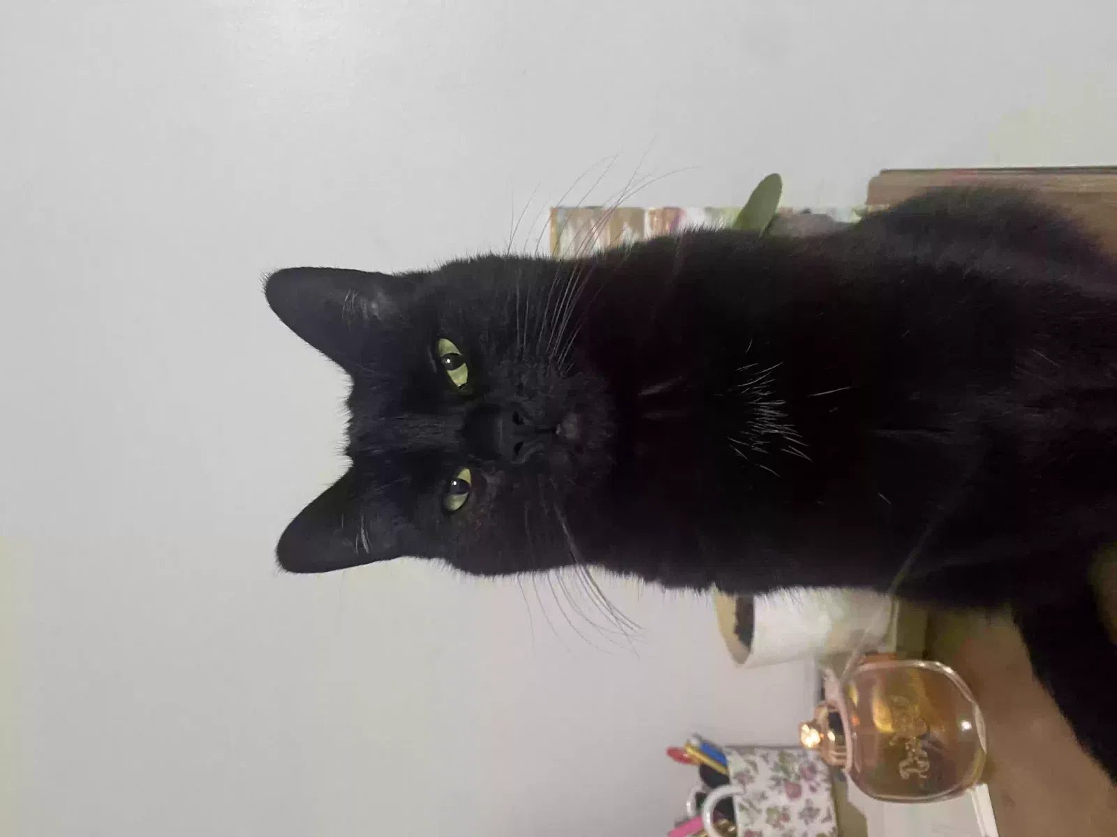 Lost cat in San Bernardino, CA, 92404