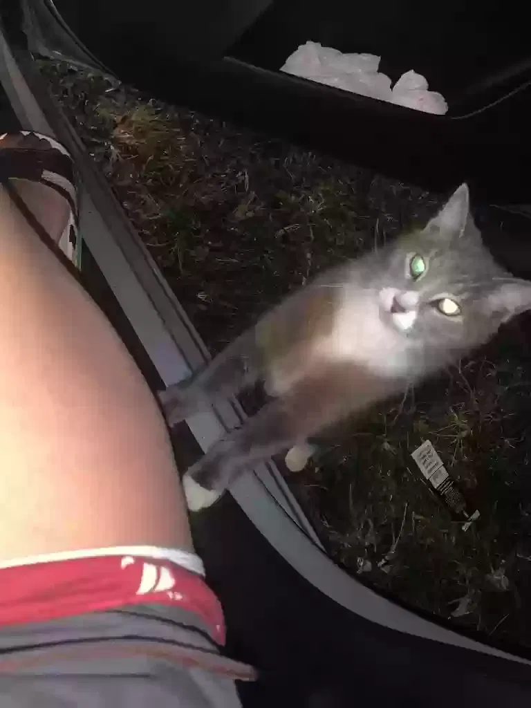 Lost cat in Miami, FL, 33168