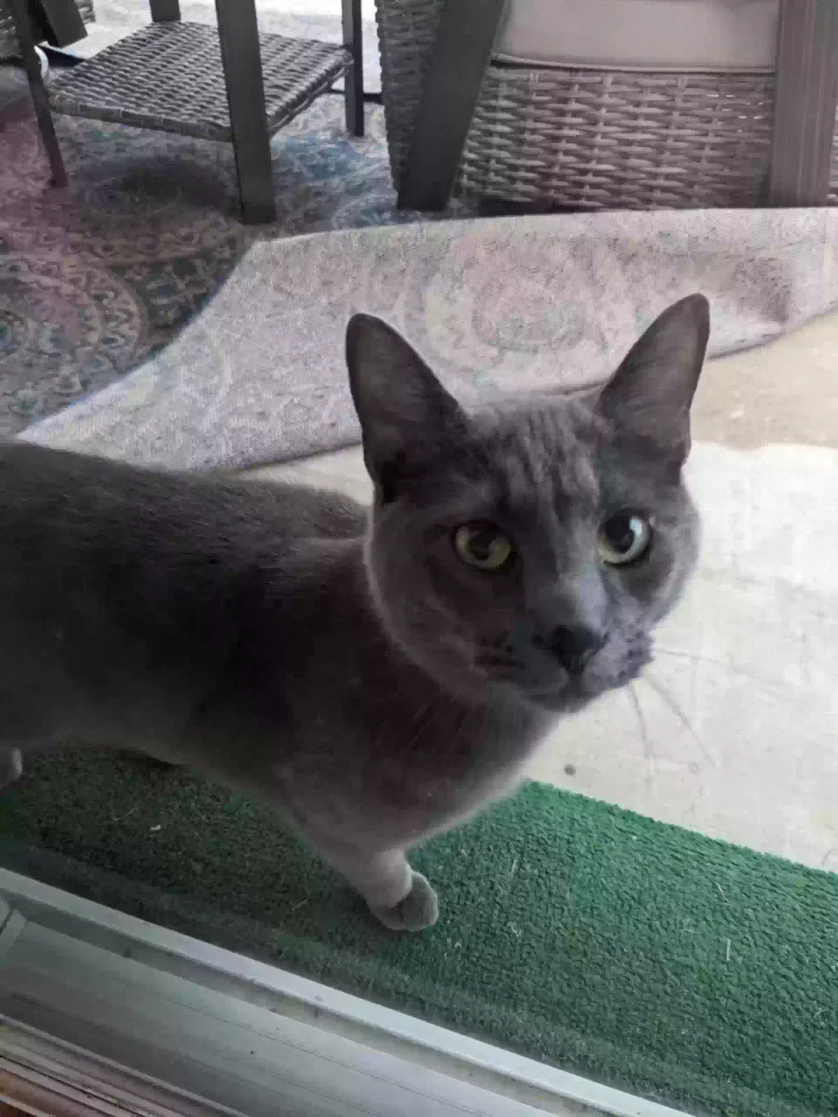 Found cat in Pittsburgh, PA, 15236